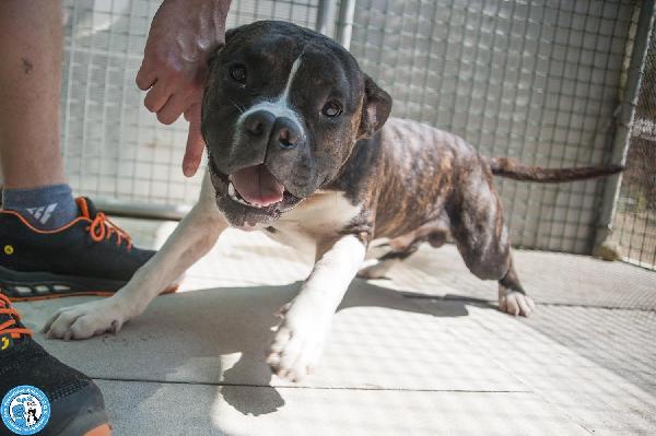 CLONY, mix amstaff giovane e pieno di vita… Foto 5